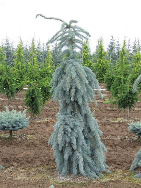 Buy Picea Pungens ‘glauca Slenderina Pendula Weeping Blue Spruce Mr