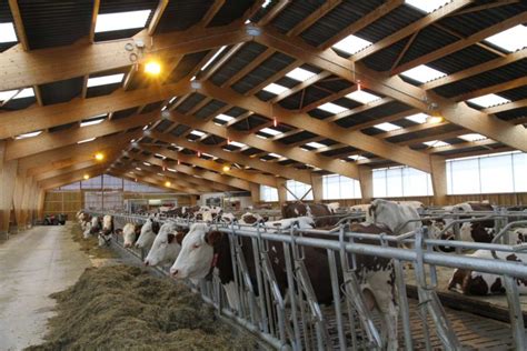 Stabulation Vaches Laitières En Haute Marne 52 Portes Ouvertes