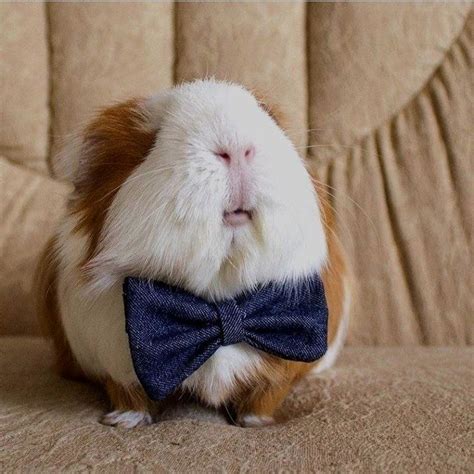 Pin On Guinea Pig