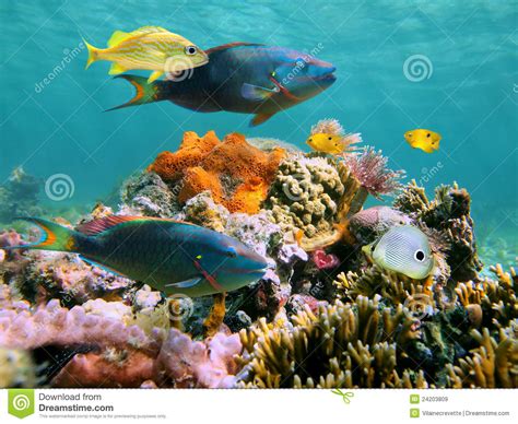 Multicolored Underwater Sealife Stock Image Image Of