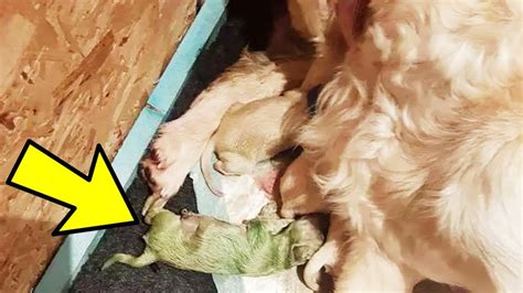 Mother Dog Gives Birth To An Incredibly Rare Puppy Youtube