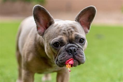 Everything About French Bulldog Allergies Frenchiewiki