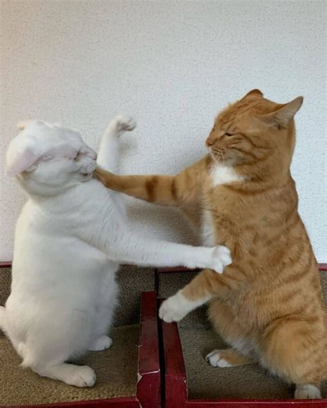 Play Fight Or Real Cat Fight How To Spot The Difference Laptrinhx News