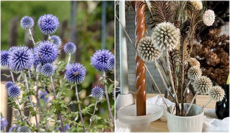 15 Plants To Grow For Dried Flowers And How To Dry Them