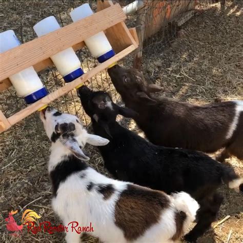 Baby Goat Bottle Feeding Instructions Goat Care Baby Goats Goats