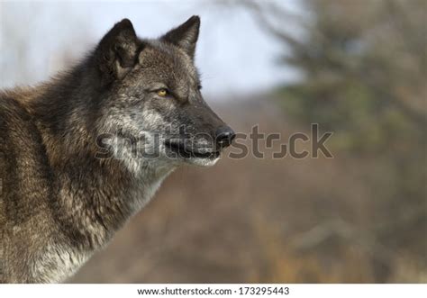 Black Wolf Profile Stock Photo 173295443 Shutterstock