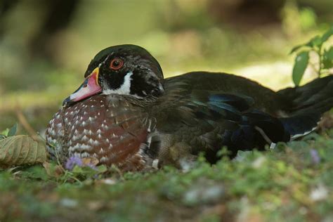 Male Wood Duck In Eclipse Plumage Photograph By Bob Gibbons Fine Art