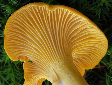 Golden Chantrelle Choice Identified By The False Gills Poisonous