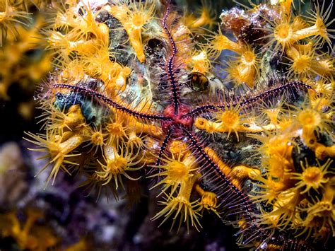 The Delicate World Of Brittle Stars Aquaviews