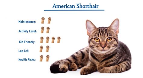 The American Shorthair Cat Breed Everything That You Need To Know At A