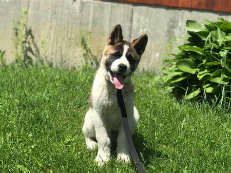 Two femals six hundred each. Akita Puppies For Sale | Rutland, VT #276977 | Petzlover