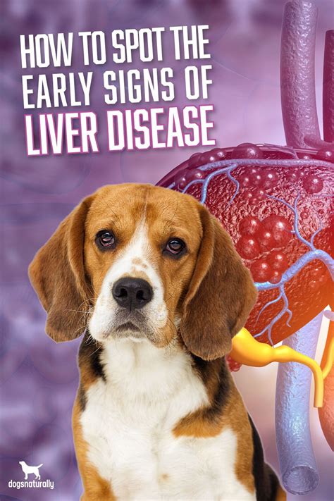 How To Spot The Early Signs Of Liver Disease In Dogs In 2020 Liver