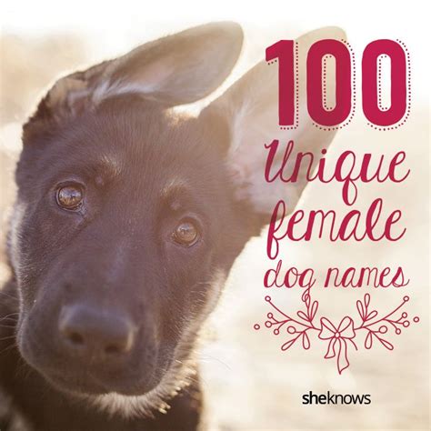 Fun Funny And Funky Girl Dog Names For Womans Best