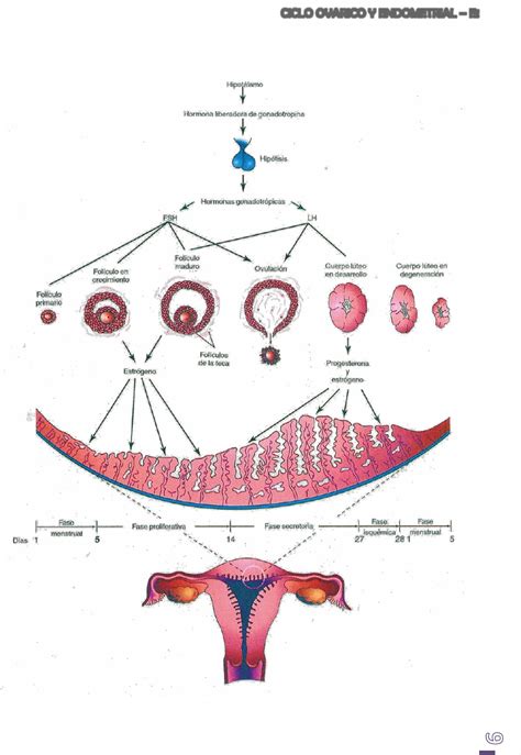 Apunte Ciclo Ovarico Y Endometrial Citología Histología Y