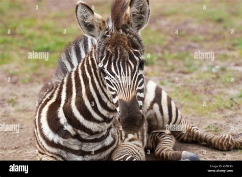 A Baby Plains Zebra Equus Burchelli Resting On The Ground Ol Pejeta