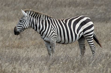 Zebra Stallion Matt Smooth Tooth Knoth Flickr