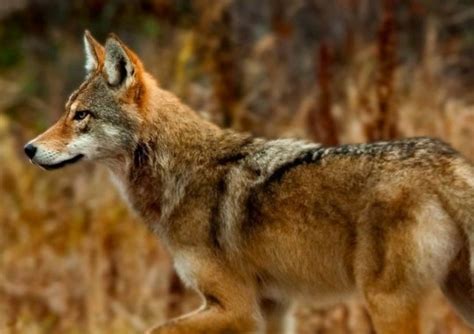 Eastern Wolf Facts Distribution Habitat Diet Pictures