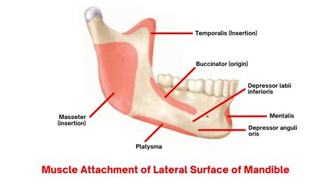 The Mandible Anatomy Foramina Muscle Attachments Ossification