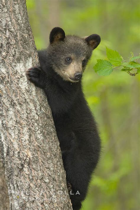 Black Bear Cub In A Tree Ursus Americanus Orr Minnesota 18821