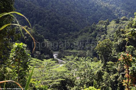 New Guinea Slideshow Rainforest In West Papua Province Indonesia