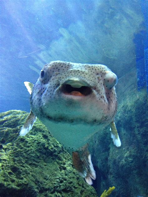 17 Best Images About Puffer Fish On Pinterest Denver