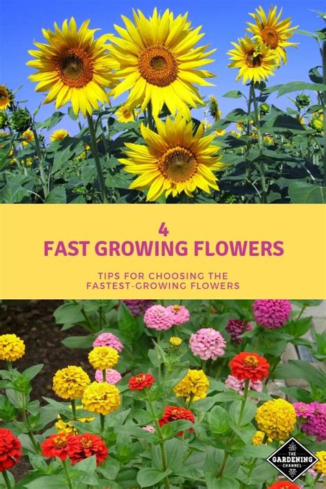 The blossoms make excellent cut flowers for arrangements. Which Flowers Grow The Fastest? Try These for Fast Results ...