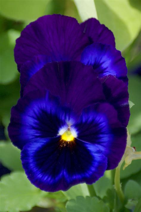 The Best Tips On How To Use Blue Garden Flowers Pansies Flowers