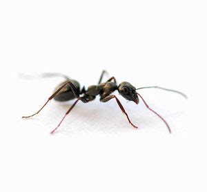 You can also find these deals online by searching for services in your area. Sawdust Piles Could Mean Carpenter Ants - Colonial Pest ...