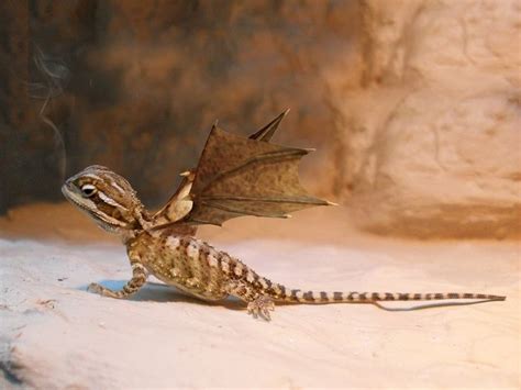 Dragons Are Real And They Come From South Africa Africa Is Back
