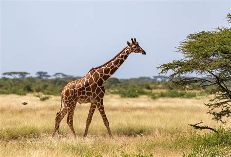 Giraffe Worldatlas