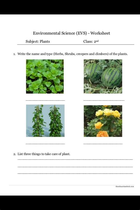 types  plants plants worksheets environmental science plants