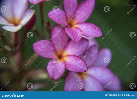 Close Up Of A Beautiful Frangipani Flower Stock Image Image Of Petal