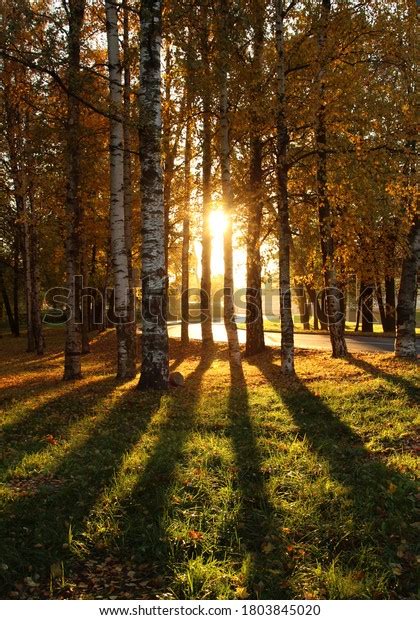 36859 Birch Tree Sunset Images Stock Photos And Vectors Shutterstock