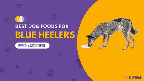 10 Best Dog Foods For Blue Heelers 2023 Premium And Budget K9 Web