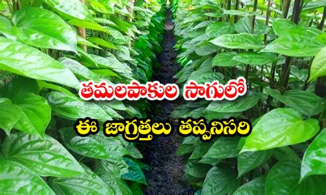 Betel Leaf Cultivation