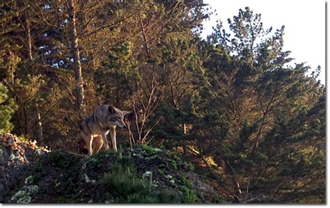 Spotted Majestic Coyote At Lands End Richmond District Blog