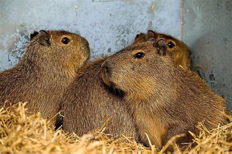 Capybaras Arrive In Telford With Hours To Spare Shropshire Star
