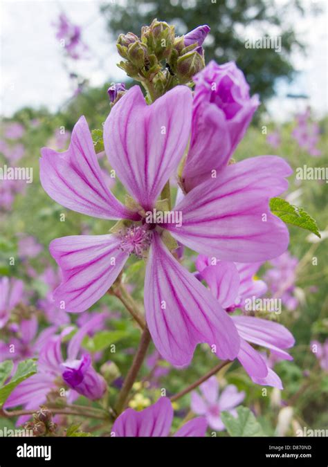 Mallow Flower And Wild Grass Stock Photo Alamy