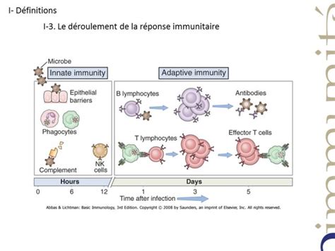 Immunologie Fondamentale Les Cellules Et Organes De Limmunité L