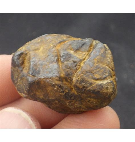Fossils 28 G Nantan Iron Meteorite