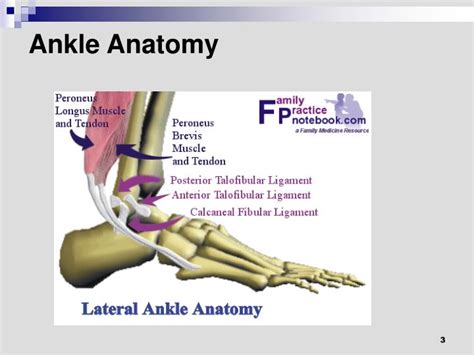 Ppt Disorders Of The Ankle And Foot Powerpoint Presentation Id5406648