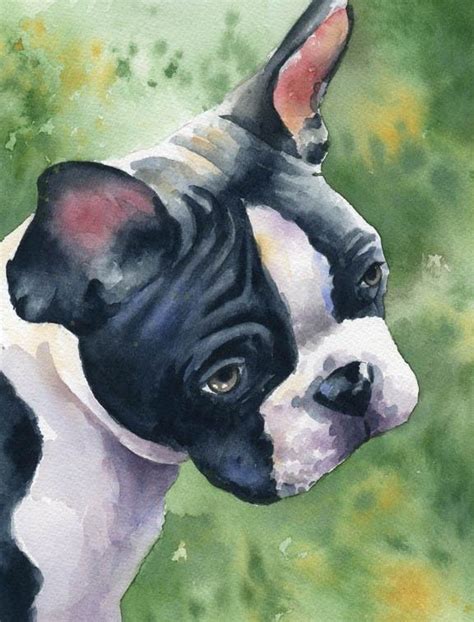 Boston Terrier Art Print By Watercolor Artist Dj Rogers Pinturas