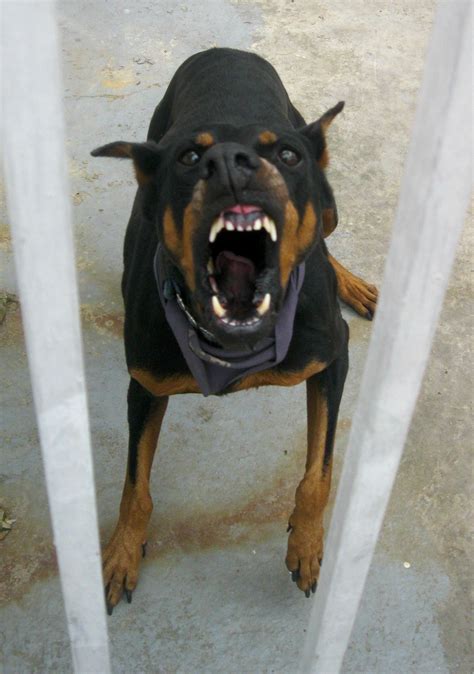 Photo Of A Random Angry Dog Angry Dog Doberman Pinscher Dog