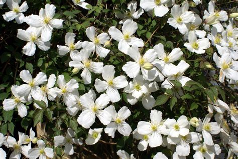 10 Winter Flowering Plants For Your Pacific Northwest Garden — Clean