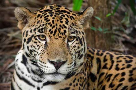 The Big Cats Of Belize Belize Animals Caribbean Critters