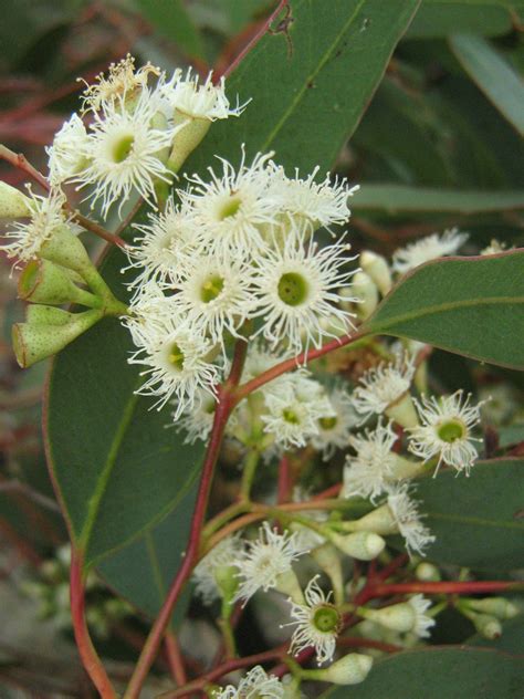 Eucalyptus Gracilis Gum Tree In 50mm Forestry Tube Trigg Plants