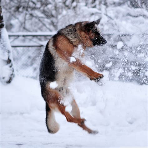 Free Download German Shepherd Plying In The Snow Ultra Hd Desktop