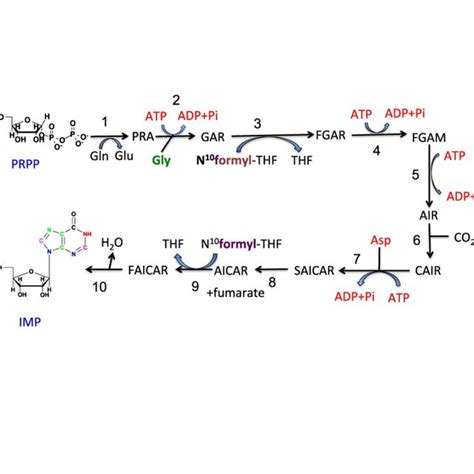 Purine Biosynthesis Synthesis Of Imp Various Atoms Of The Purine Ring