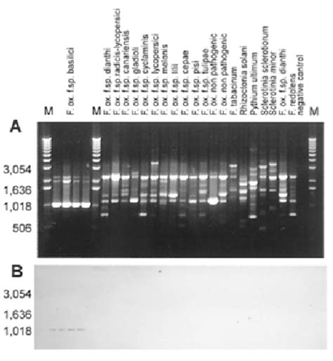 A Comparison Of Random Amplified Polymorphic Dna Rapd Patterns
