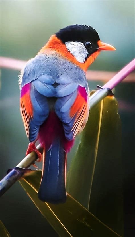 Most Beautiful Birds Pretty Birds Beautiful Places Beautiful